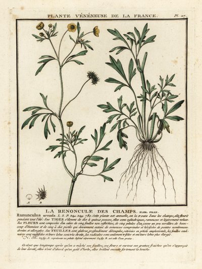 Renoncule des champs, Ranunculus arvensis - Unbekannter Künstler