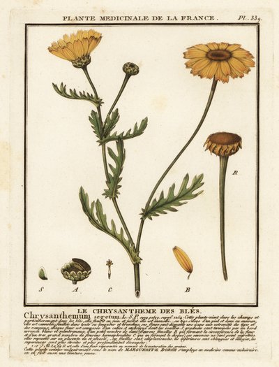 Chrysanthème des moissons, Glebionis segetum - Unbekannter Künstler