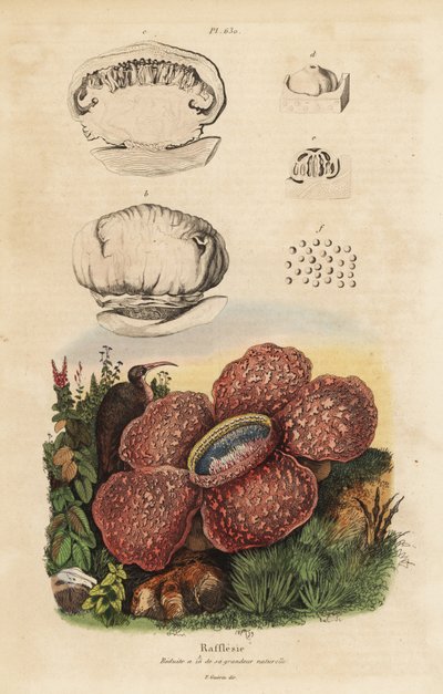 Rafflesia arnoldii - Unbekannt