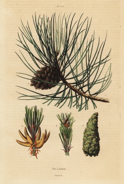 Pin laricio, Pinus nigra subsp - Unbekannt