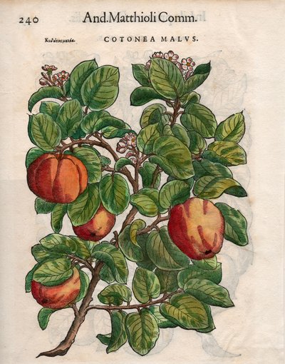 Cotonea Malvs. de 