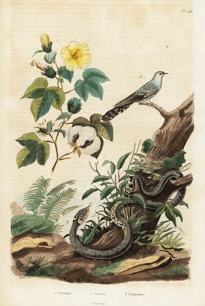 Coton, coucou et serpent d