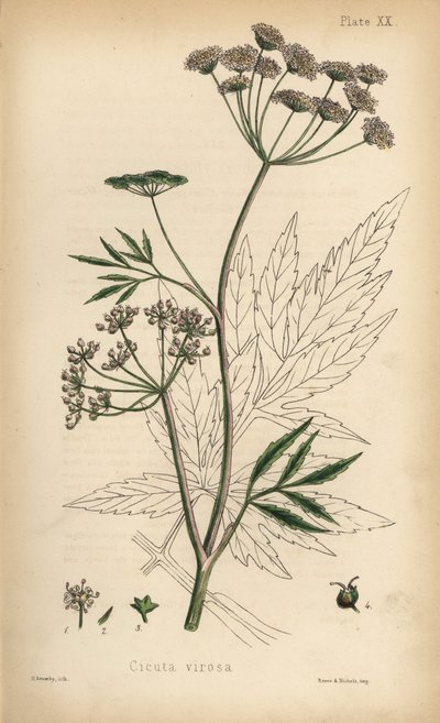 Ciguë aquatique, Cicuta virosa. Lithographie en couleur par Henry Sowerby de Flora Homeopathica d
