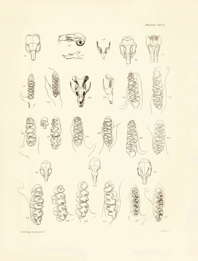 Cranes et dents de divers rongeurs décrits par Charles Darwin lors de son voyage d
