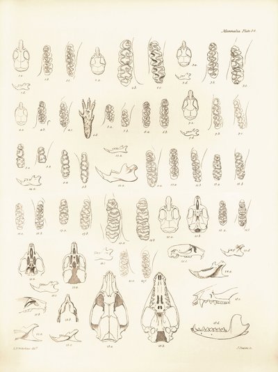 Grues et dents de divers types de rongeurs décrits par Charles Darwin lors de son voyage d