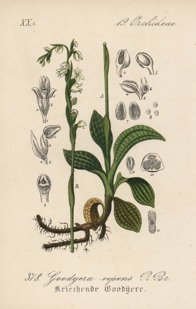 Goodyera rampante - Tresses de dame rampantes, Goodyera repens. Lithographie en couleur de la Flora von Deutschland de Diederich von Schlechtendal, Iéna - Unbekannter Künstler