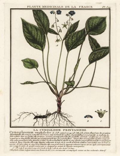 Nombril de Vénus rampant, Omphalodes verna - Unbekannter Künstler