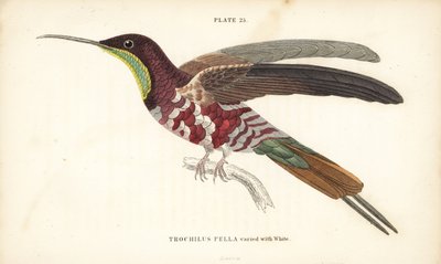 Topaze écarlate variée de blanc, Topaza pella (Trochilus pella). Gravure sur acier colorée par William Lizars de la Naturalist