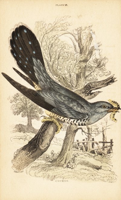 Coucou, Cuculus canorus, avec une chenille dans son bec. 1889 (gravure) - Unbekannter Künstler