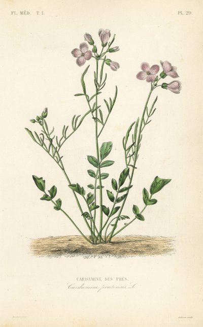 Cardamine des prés - Unbekannt