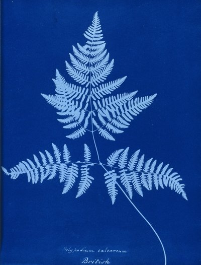 Cyanotype de Polypodium calcareum - Unbekannt