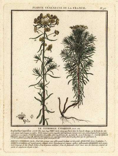 Euphorbe petit-cyprès, Euphorbia cyparissias - Unbekannter Künstler