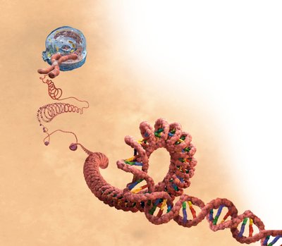 ADN incluant double hélice, chromosome, cellule - Unbekannter Künstler