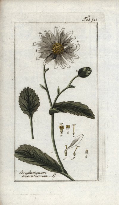 Marguerite (Leucanthemum vulgare) - Unbekannter Künstler