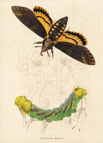 Sphinx à tête de mort, Acherontia atropos. Gravure à l