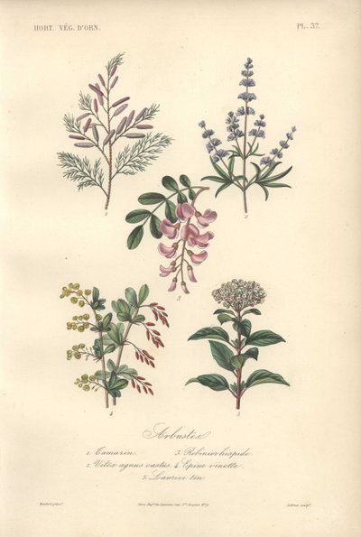 Impression botanique décorative avec tamarin, caroubier, arbre chaste, épine-vinette et viorne - Unbekannter Künstler
