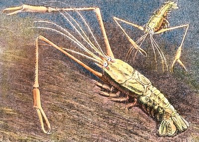 Crevette d