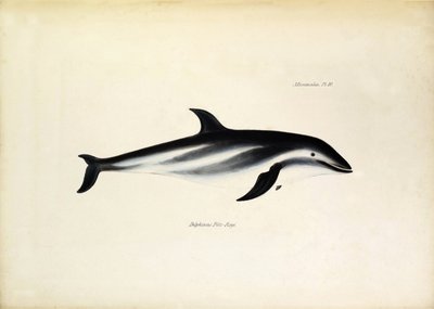 Delphinus Fitz-Royi Dauphin noir ou Fitzroy d
