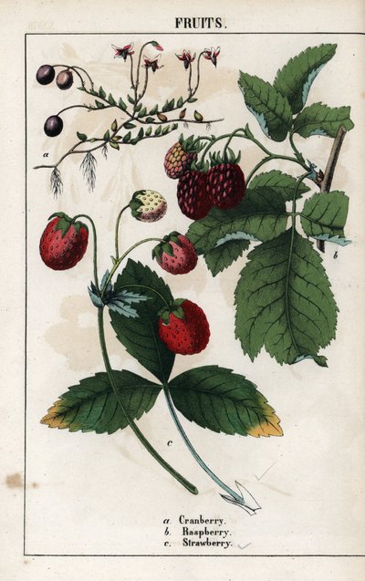 Description des baies : fruits de canneberge, framboise et fraise. Chromolithographie dans Recueil d