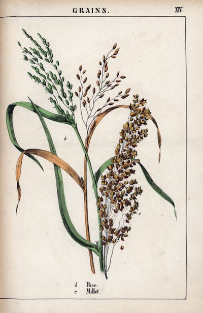Description des céréales : riz et millet. Chromolithographie dans « Recueil d