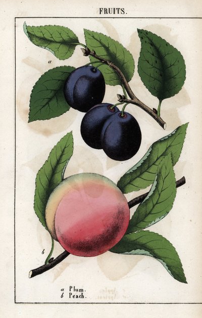Description des fruits : prune bleue (quetsche) et pêche - Unbekannter Künstler