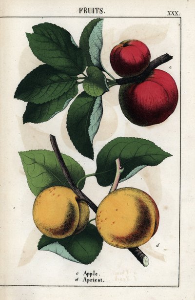Description des fruits : pommes rouges et abricots. Chromolithographie dans « Recueil d