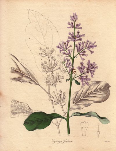 Description du lilas hongrois (Syringa josikaea), illustration par Miss R. Mills, dans The Botanist, série par Benjamin Maund - Unbekannter Künstler