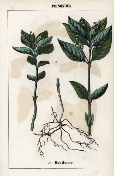 Description de la mercuriale annuelle, fleurs, fruits et racines de la plante - Unbekannter Künstler