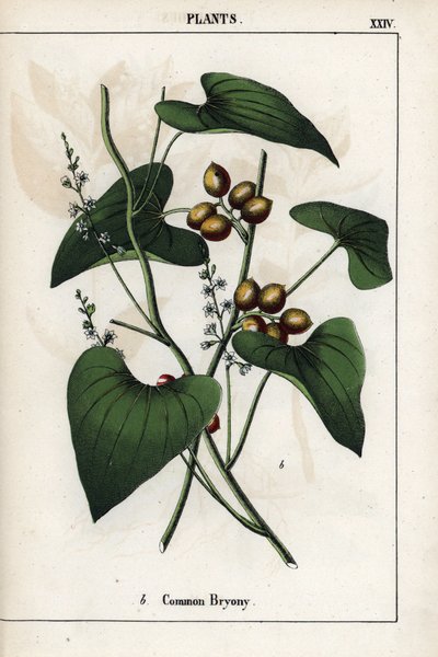 Description de la bryone commune (Bryonia alba), avec ses baies dorées. Chromolithographie dans « Recueil d