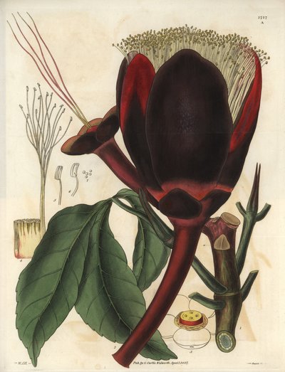 Description de la grande fleur chocolat foncé d