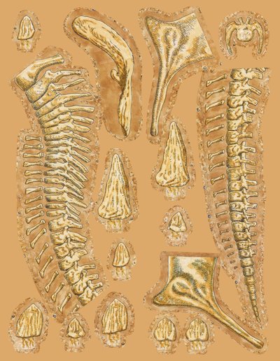 Os de dinosaure sur fond coloré, gros plan - Unbekannt
