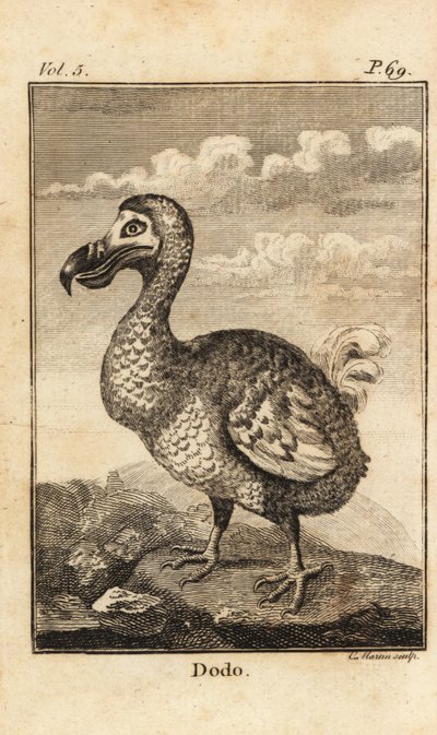 Dodo, Raphus cucullatus, oiseau éteint - Unbekannt