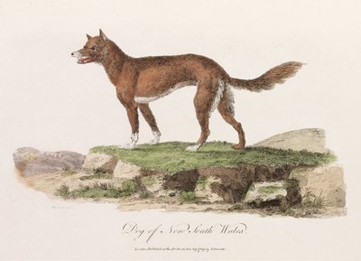 Chien de Nouvelle-Galles du Sud - Unbekannter Künstler