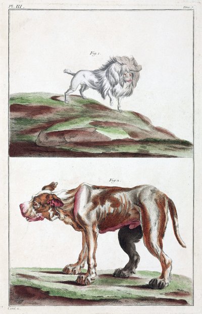 Chiens - Unbekannt