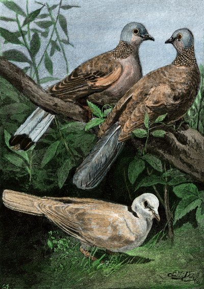 Pigeons et pigeons ramiers. - Unbekannter Künstler