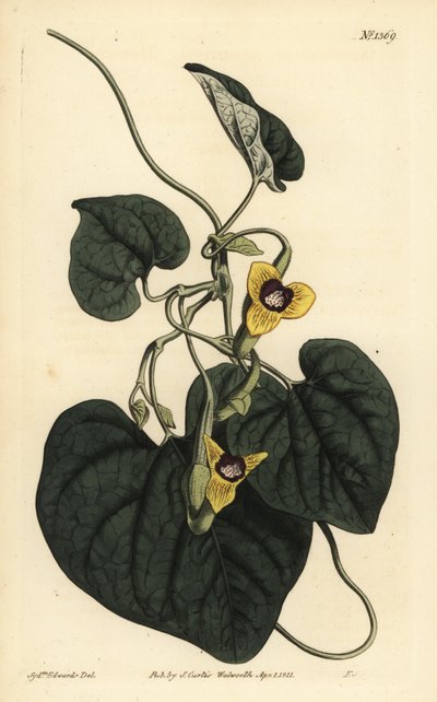Aristoloche tomenteuse - Unbekannt