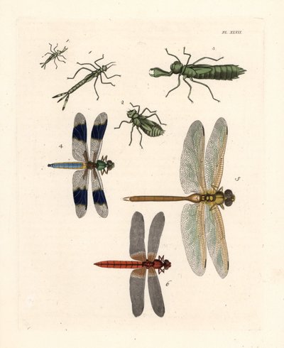 Formes larvaires de libellules 1,2,3, libellule à queue blanche commune, Libellula lydia 4, libellule verte, Anax junius 5, et libellule écarlate ou dard écarlate, Crocothemis servilia 6. Lithographie colorée à la main tirée de la nouvelle édition de John  - Unbekannter Künstler
