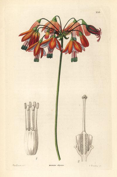 Goutte de corail ou corail du Mexique, Bessera elegans - Unbekannter Künstler