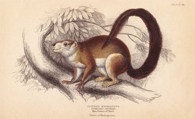 Écureuil de Duvaucel - Unbekannter Künstler