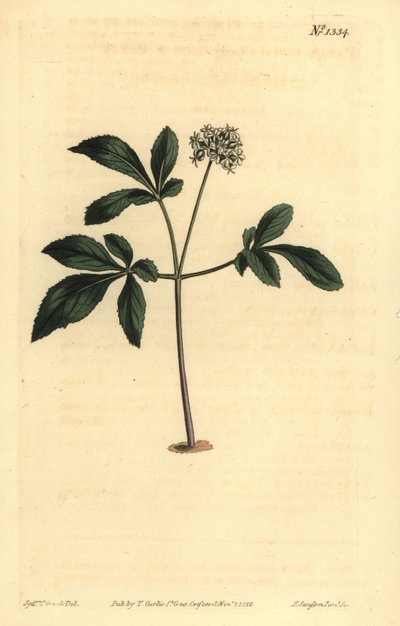 Panax trifolius - Unbekannt