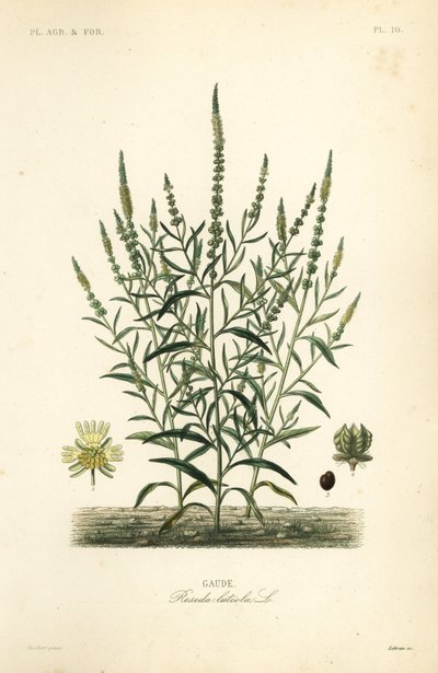 Gaude, Reseda luteola - Unbekannt
