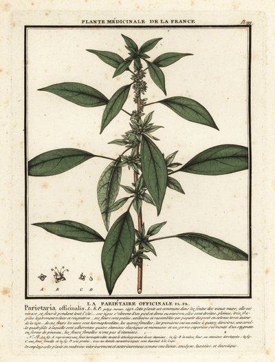 Pariétaire officinale, Parietaria officinalis - Unbekannter Künstler