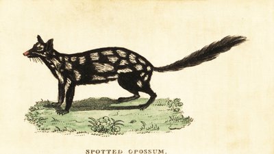 Quoll oriental, Dasyurus viverrinus, 1800 (gravure) - Unbekannter Künstler