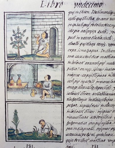 Plantes comestibles, page du Livre XI du Codex Florentin - William M. Timlin