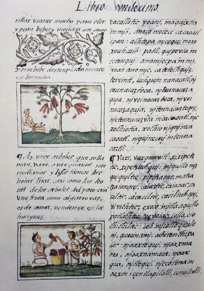 Plantes comestibles, haricots rouges, page du Livre XI du Codex Florentin - William M. Timlin