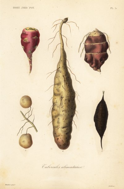 Tubercules alimentaires - Unbekannt