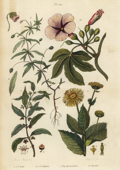 Aunée, Inula helenium, violette verte, Hybanthus species Ionidium polygalifolium, ipecacuanha, Carapichea ipecacuanha, et liseron, Ipomoea insignis - Unbekannt