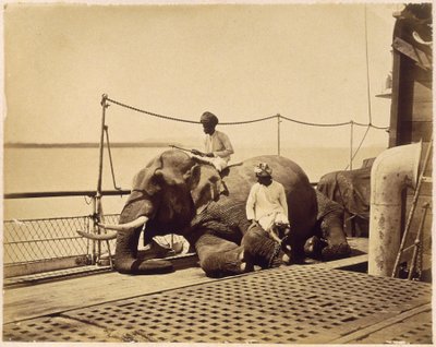 Éléphant sur le pont d