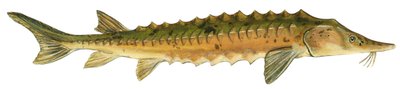 Esturgeon jaune - Esturgeon de lac (Acipenser fulvescens) - Unbekannter Künstler
