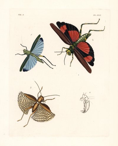 Eupropacris coeruleus 1, Chromacris miles 2, et Gryllacris tessellata 3. Lithographie coloriée à la main de la nouvelle édition de John O. Westwood des Illustrations of Exotic Entomology de Dru Drury, Bohn, Londres - Unbekannter Künstler